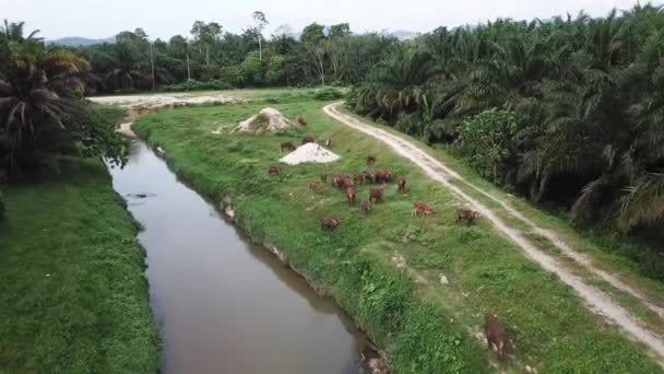 Vacas pastando hierba en la plantación de palma aceitera . — Vídeos de Stock