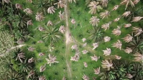 東南アジアのマレーシアの村の近くの乾燥油ヤシの木. — ストック動画