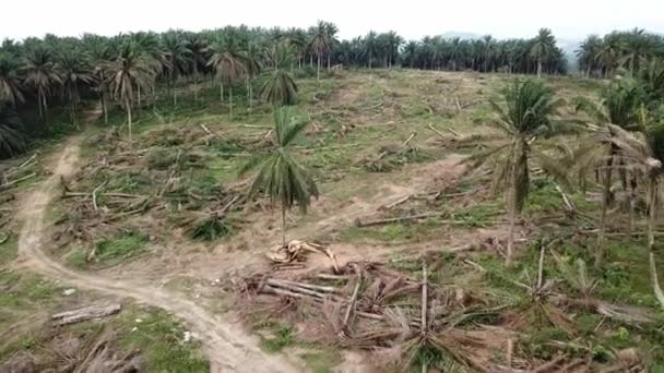 Scavatore vista aerea cancellare il terreno a piantagione di palma da olio in Malesia . — Video Stock