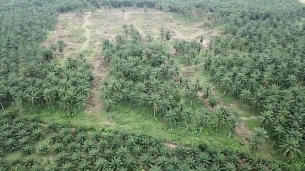 Pohled shora na palmu z palmy olejové v Malajsii, jihovýchodní Asie. — Stock video