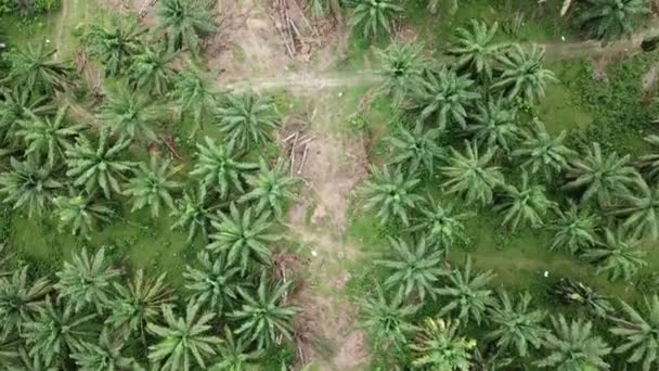 Plantación de palma aceitera transparente para otros cultivos en Malasia . — Vídeos de Stock
