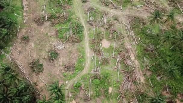 Очистка земель на плантации масличных пальм в Малайзии . — стоковое видео