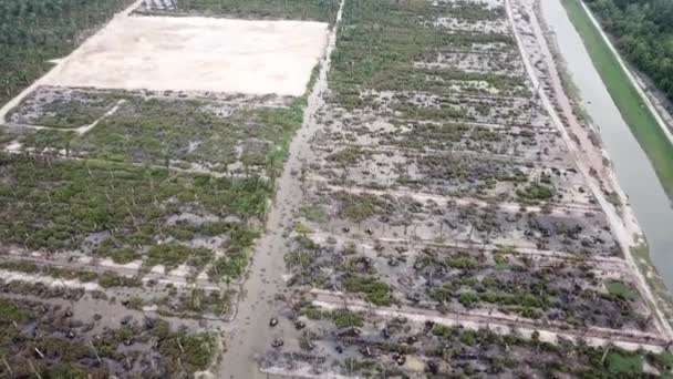 Survolez la plantation de palmiers à huile secs en raison des inondations dues à l'eau de mer en Malaisie . — Video