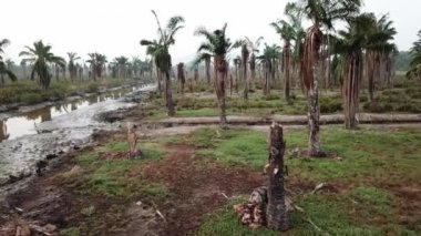 Malezya 'nın Penang şehrinde deniz suyu yüzünden palmiye ağaçları taşmış..