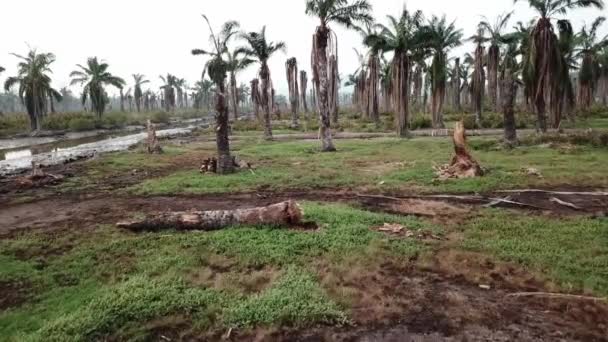 Volar sobre rama muerta y árbol muerto de palma aceitera en Penang, Malasia . — Vídeos de Stock