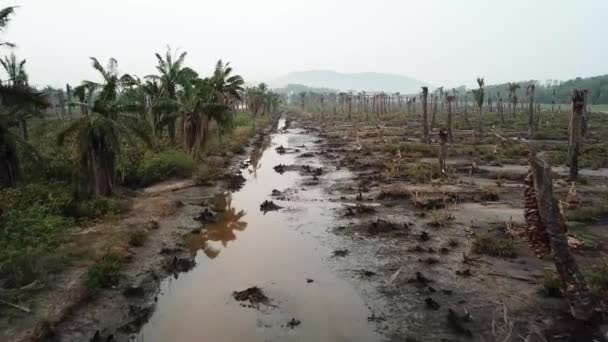 Tote Palmen auf beiden Seiten des Flusses in Penang, Malaysia. — Stockvideo