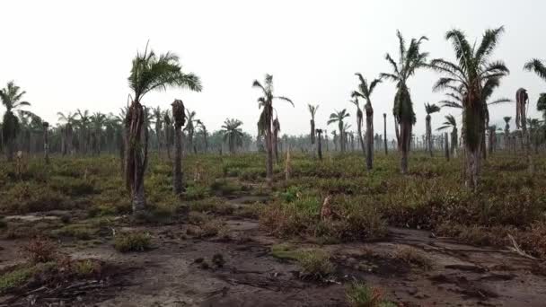 Laaghoek vlieg over dode palmbomen bij Penang, Maleisië. — Stockvideo