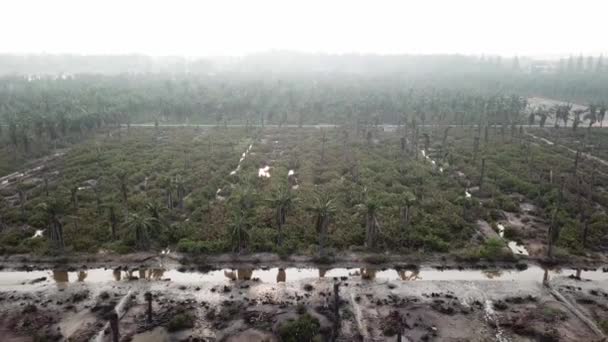 Widok z lotu ptaka martwe palmy we mgle wieczorem w Penang, Malezja. — Wideo stockowe