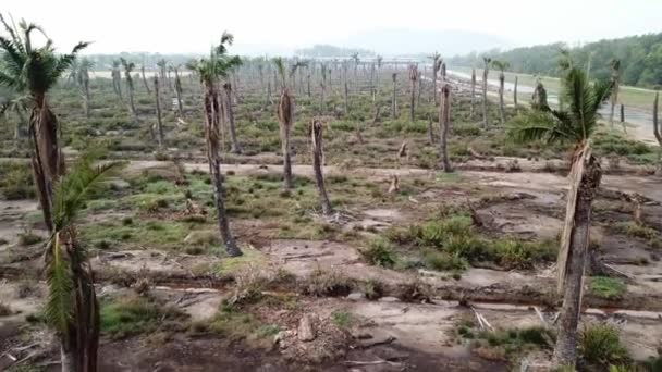 Martwe palmy w Penang, Malezja. — Wideo stockowe