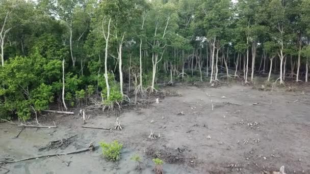 Vol à angle bas vers les mangroves en Malaisie, Asie du Sud-Est .