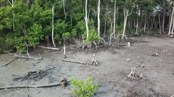 Monyet berjalan di rawa bakau pulang ke rumah di pohon bakau. — Stok Video