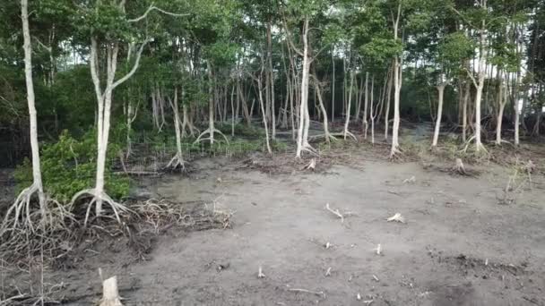 Un groupe de singes rentre chez eux à travers les mangroves de Malaisie, en Asie du Sud-Est .