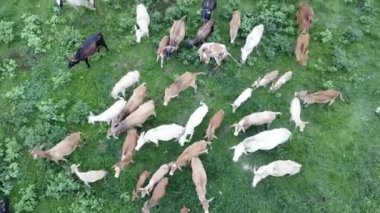 Malezya 'daki çiftlikte inekler.