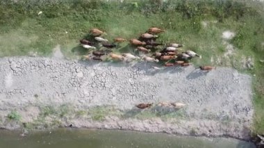 İnekler eve dönmek için nehir kıyısında yürürler..