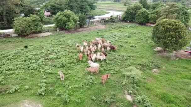 Kühe Morgen Auf Dem Bauernhof — Stockvideo