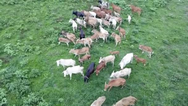 Dilihat dari udara sapi merumput di lapangan hijau di Malaysia. — Stok Video