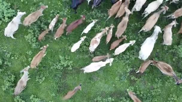 Luchtfoto koeien lopen in de boerderij. — Stockvideo