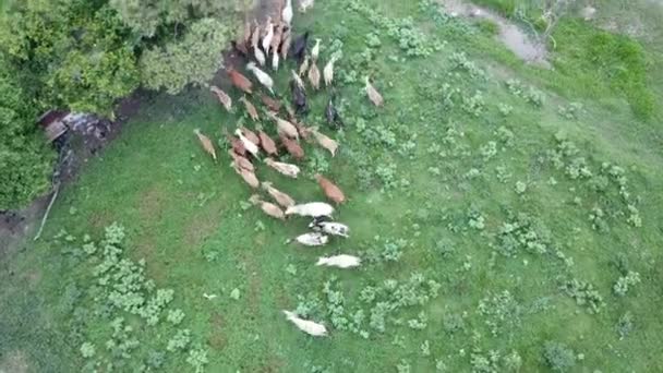 Vue du haut vers le bas vaches dans la ferme . — Video