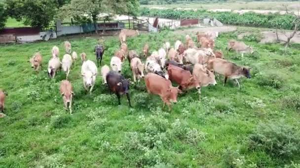Luchtfoto 's koeien bewegen richting camera richting Maleisië. — Stockvideo