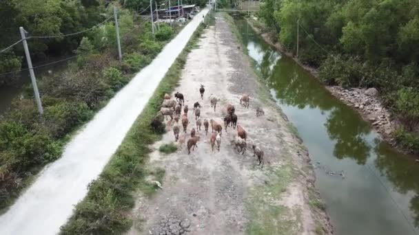 Vacas a pie de regreso a casa en Penang, Malasia . — Vídeos de Stock