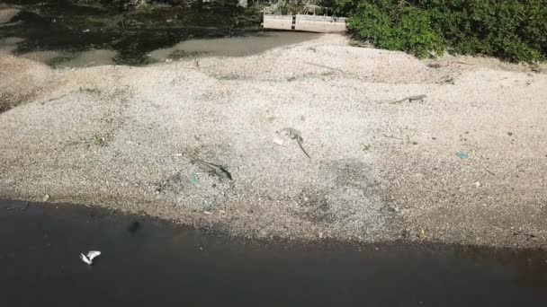 Aerial view monitor lizards looking for food near fishing village at Batu Kawan. — 图库视频影像