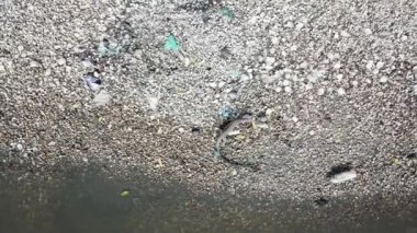 Kertenkeleyi, Batu Kawan, Penang, Malezya 'daki çöplerin yakınındaki yemek ararken izleyin..