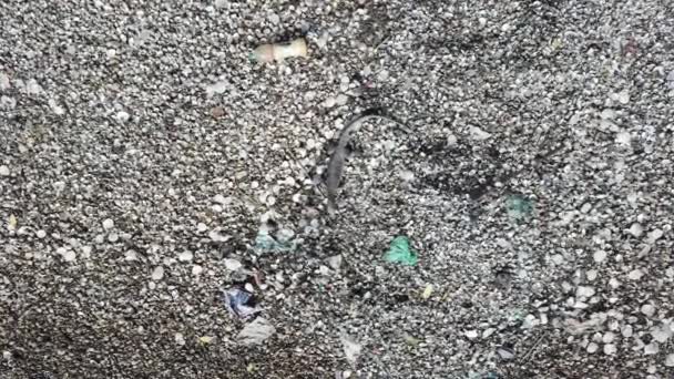 Surveillez le lézard sur la coquille avec des ordures à Batu Kawan, Penang, Malaisie . — Video