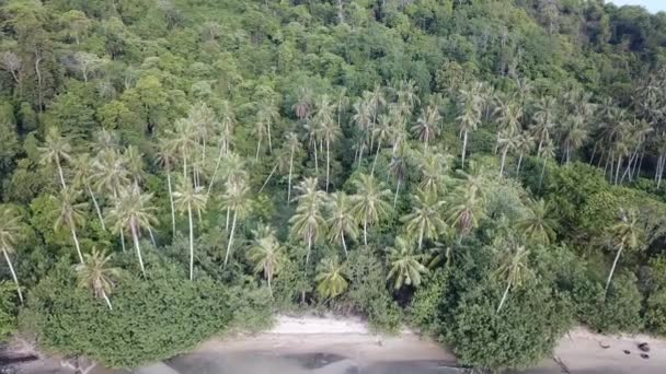 Vista aérea cocoteros y árboles verdes que rodean . — Vídeo de stock