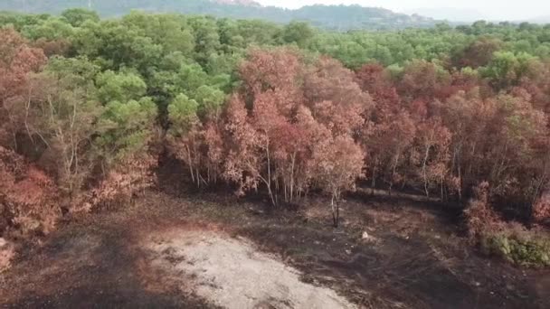 Légi tábortűz okozza a fák égett. — Stock videók