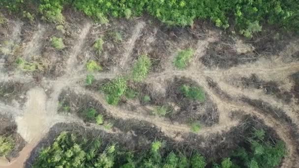 Вырубка лесов с воздуха в Малайзии . — стоковое видео
