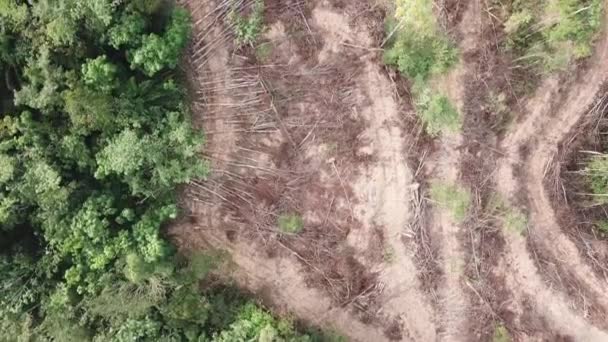 Shora dolů pohled stromy mýtina v Malajsii. — Stock video