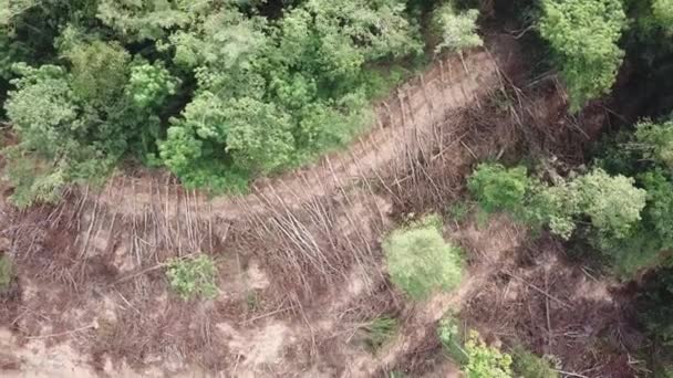 Top down view deforestation to clear land. — Stock Video