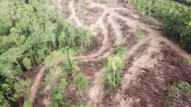 Деревина з повітряним видом . — стокове відео