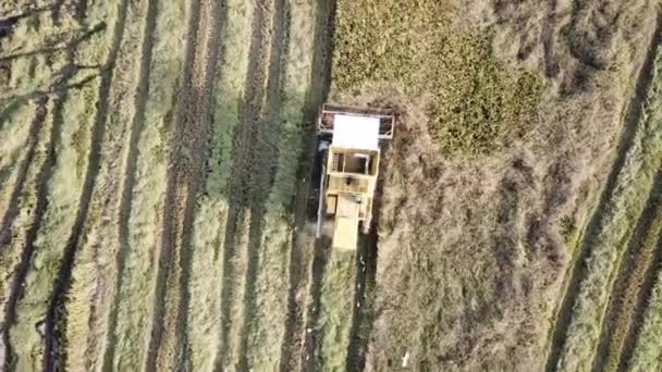 Vista dall'alto verso il basso gli uccelli seguono sul retro della mietitrice . — Video Stock