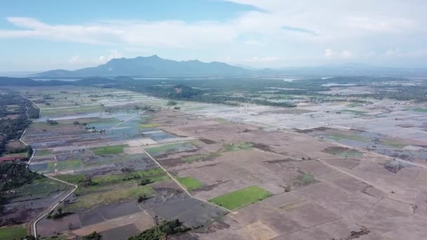 Repülj át a rizsföldeken Kuala Mudán, Kedah, Malajzia. — Stock videók