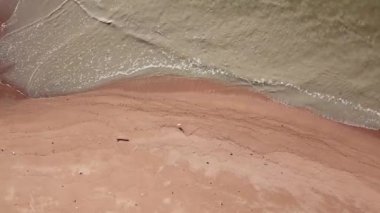 Nehir kıyısında uçan balıkçıl kuşu yürüyüşü Kuala Muda, Penang, Malezya.