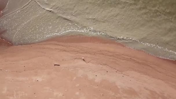 Повітряний вид чапель ходить на березі річки Куала - Муда (Пенанг, Малайзія).. — стокове відео