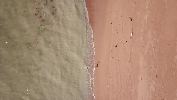 Pájaro vista ojos garzas aves buscando comida al lado del mar contaminado . — Vídeo de stock