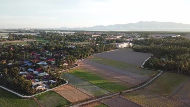 Luchtfoto het Malays kampung huis en padie veld na geoogst. — Stockvideo