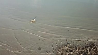 Kıyıdaki eski batık balıkçı teknesi.