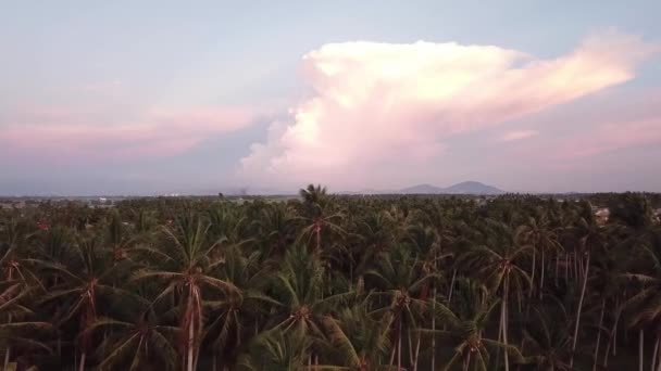 Flyga över kokosnötsträd plantering under gyllene timme på Penang, Malaysia. — Stockvideo