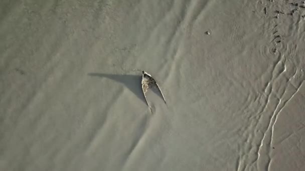 Vue aérienne bateau de pêche abandonné . — Video