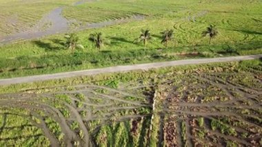 Bir keçi sürüsü Malezya 'daki hindistan cevizi ağaçlarına yürüyor.