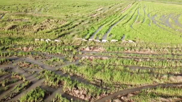 Cabras com vista aérea em campo de arroz em Penang, Malásia . — Vídeo de Stock