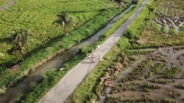 Una mandria di capre cammina sul sentiero vicino al campo di risaie in Malesia . — Video Stock