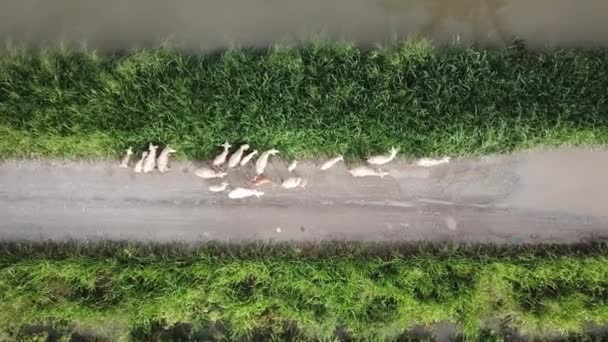 Vue aérienne troupeau de chèvres broutant l'herbe près du champ en Malaisie . — Video