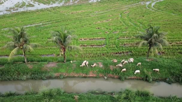 Ziegen weiden Gras neben Feld und Fluss. — Stockvideo
