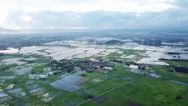 Campo di risaia vista aerea a Penang con riflessione in acqua durante la sera . — Video Stock