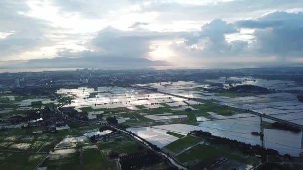 Luchtfoto van de landbouw in rijstvelden 's avonds in Penang. — Stockvideo