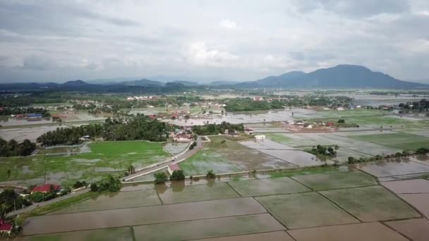 Légi felvétel Tanjung Putus Paddy farm. — Stock videók